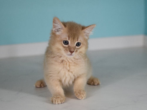 ソマリ　フォーン　おす　（２４年５月３１日生れ）